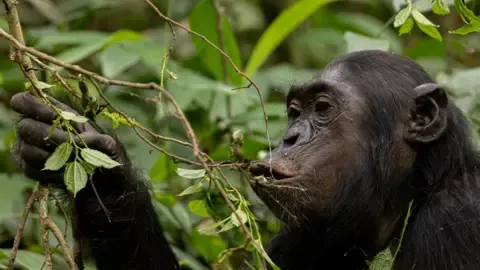 Chimpanzees Ingesting an Amount Equal of an Alcoholic Beverage Daily from Overripe Produce, Investigation Finds